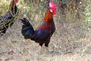 Junglefowl: Red Junglefowl - wild male