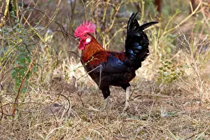 Junglefowl: Red Junglefowl - wild male