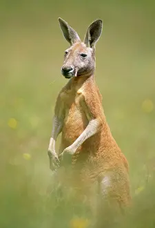 Megaleia: RED KANGAROO