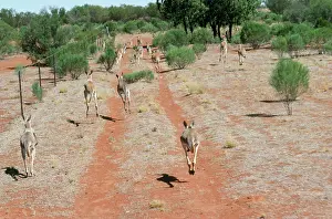 Megaleia: RED KANGAROO