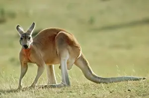 Megaleia: RED KANGAROO