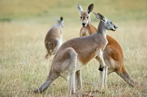 Megaleia: RED KANGAROO