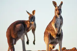 Sturt: Red Kangaroo