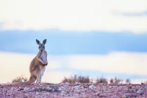 Joey: Red Kangaroo
