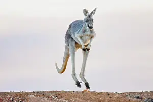 Sturt: Red Kangaroo