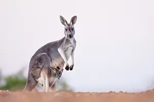 Joey: Red Kangaroo