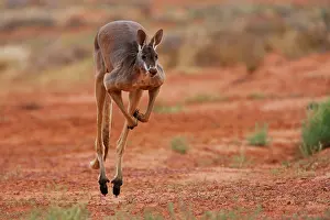Focused: Red Kangaroo