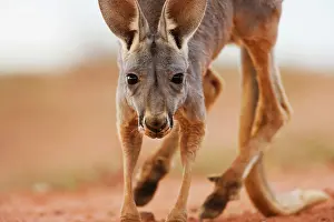 Inquisitive: Red Kangaroo