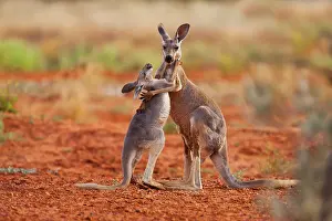 Inquisitive: Red Kangaroo