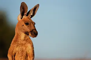 Rufus: Red Kangaroo