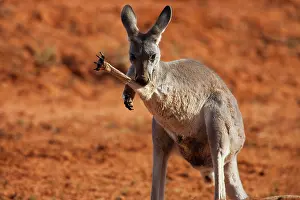 Rufus: Red Kangaroo