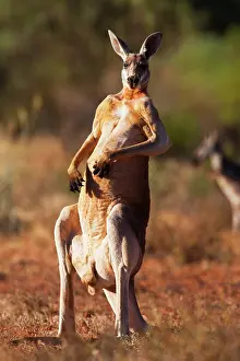 Scratching: Red Kangaroo