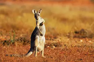 Scratching: Red Kangaroo