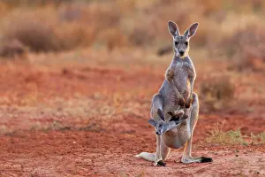 Nervous: Red Kangaroo
