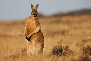 Nervous: Red Kangaroo