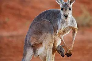 Safe: Red Kangaroo