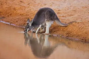 Rufus: Red Kangaroo