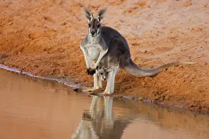 Rufus: Red Kangaroo