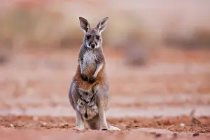 Focused: Red Kangaroo