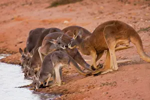 Scenting: Red Kangaroo