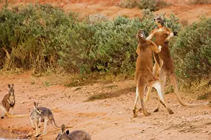 Dominance: Red Kangaroo