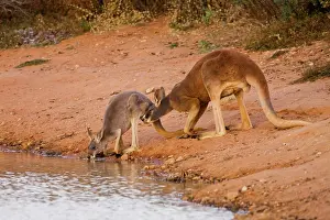 Dominance: Red Kangaroo