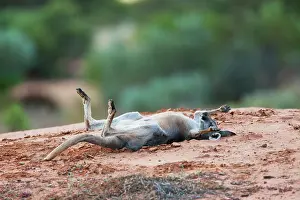 Rufus: Red Kangaroo