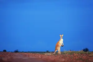 Rufus: Red Kangaroo