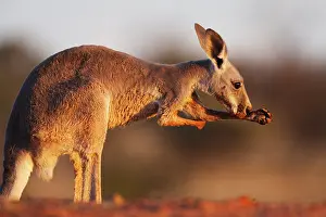 Rufus: Red Kangaroo