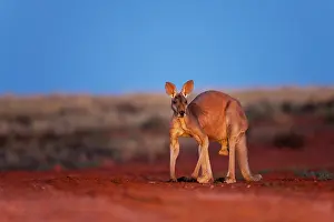 Inquisitive: Red Kangaroo