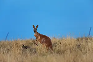 Inquisitive: Red Kangaroo