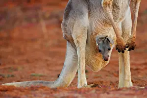 Safe: Red Kangaroo