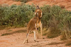 Dominance: Red Kangaroo