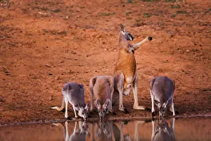 Rufus: Red Kangaroo