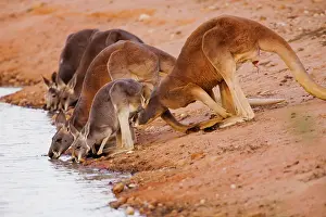 Macropus: Red Kangaroo