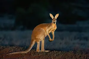 Macropus: Red Kangaroo