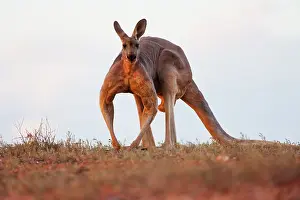 Macropus: Red Kangaroo