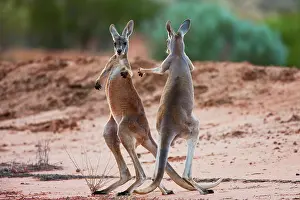 Macropus: Red Kangaroo