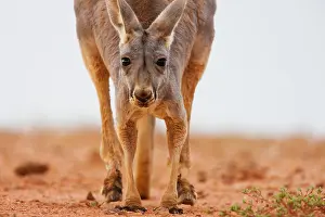Macropus: Red Kangaroo