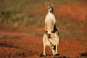 Macropus: Red Kangaroo