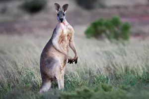 Macropus: Red Kangaroo