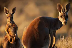 Macropus: Red Kangaroo