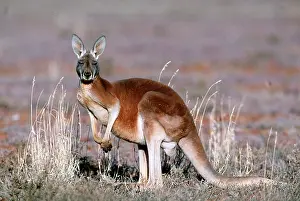 Kangaroos: Red Kangaroo