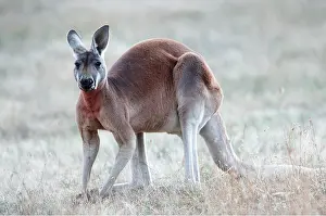 Kangaroos: Red Kangaroo