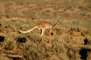 Megaleia: Red KANGAROO - Adult male, hopping