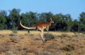 Roos: Red Kangaroo - adult male hopping