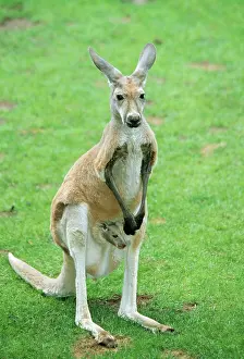 Pouches: Red Kangaroo - with baby in pouch