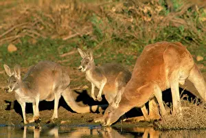 Roos: Red Kangaroo - drinking in dam