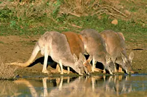 Roos: Red Kangaroo - drinking in dam
