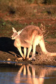 Kangaroos: RED KANGAROO - Drinking in dam